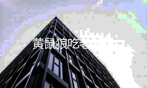 狼吃老鼠黄鼠吗